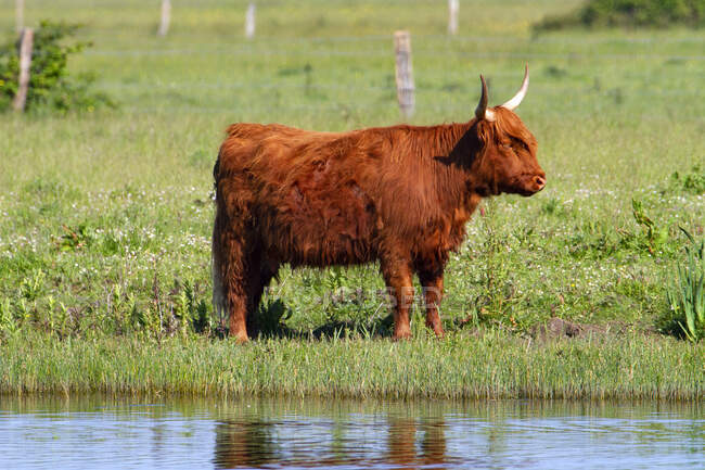 France, Hauts de France, Somme. Somme Baie. Highland cow — Stock Photo