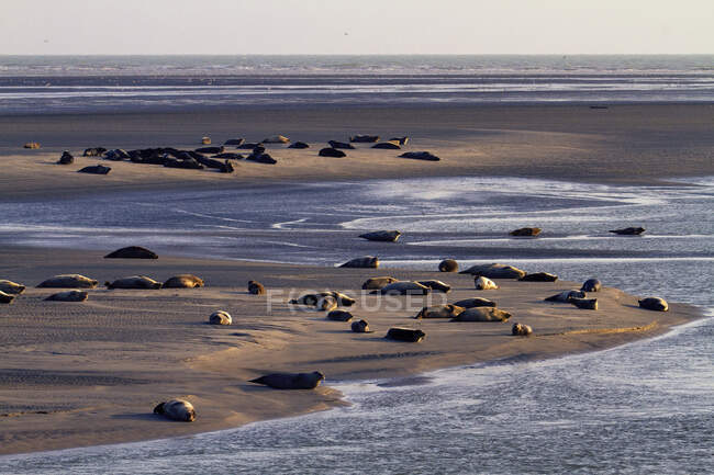 Frankreich, Hauts de France, Pas de Calais, Berck sur Mer. Robben auf einer Sandbank — Stockfoto
