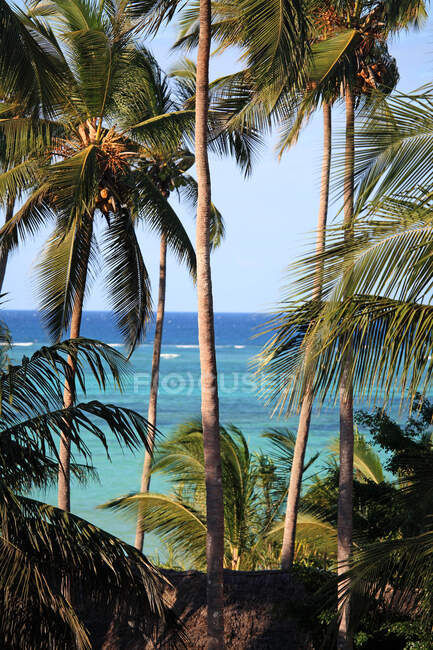 Танзания, Занзибар (остров Унгуджа), кокосовые пальмы. — стоковое фото