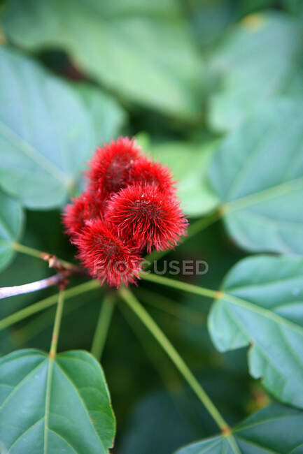 Tanzania, Zanzíbar (isla Unguja), flor. - foto de stock