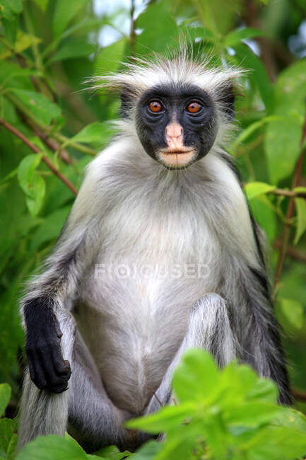 Tanzânia, Zanzibar (ilha de Unguja), floresta de Jozani, macaco colobus. — Fotografia de Stock