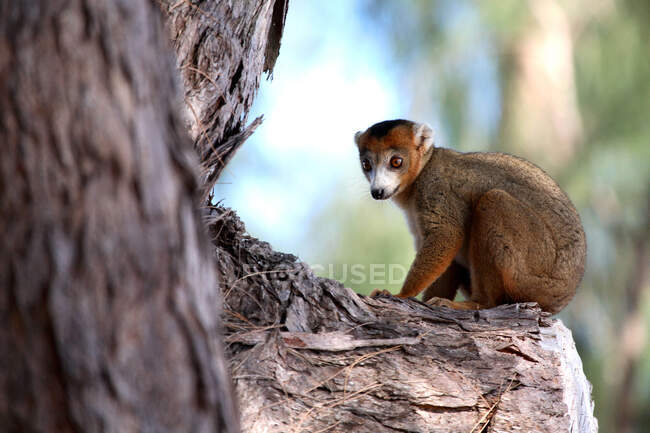 Madagáscar, perto de Diego Suarez, lemur — Fotografia de Stock