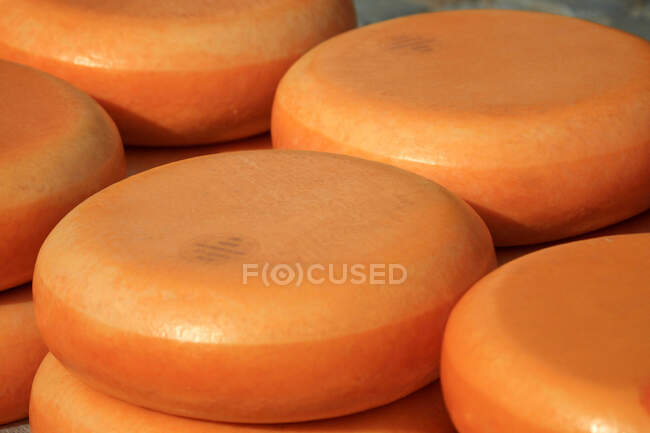 The Netherlands, South Holland, Gouda, round of cheese — Stock Photo