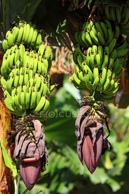 Spain, canary islands, Gomera, bunch of bananas — Stock Photo