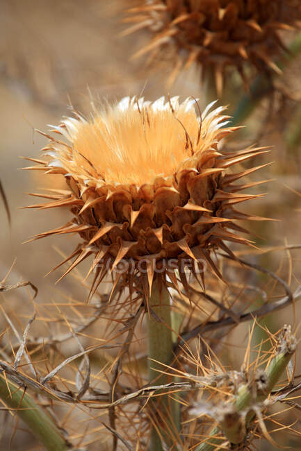 Spain, canary islands, close up of thistle — Stock Photo