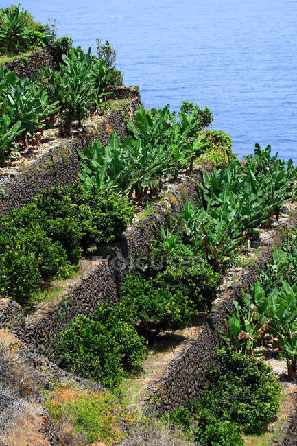España, Islas Canarias, Gomera, cosecha de plátanos - foto de stock