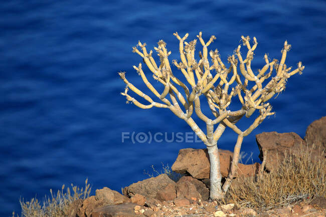 Espanha, ilhas canárias, Gomera, litoral — Fotografia de Stock