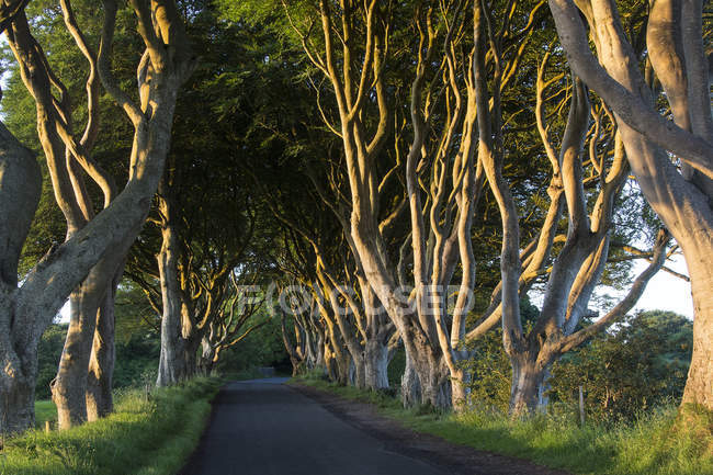 The Dark Hedges - County Antrim - Irlanda do Norte — Fotografia de Stock
