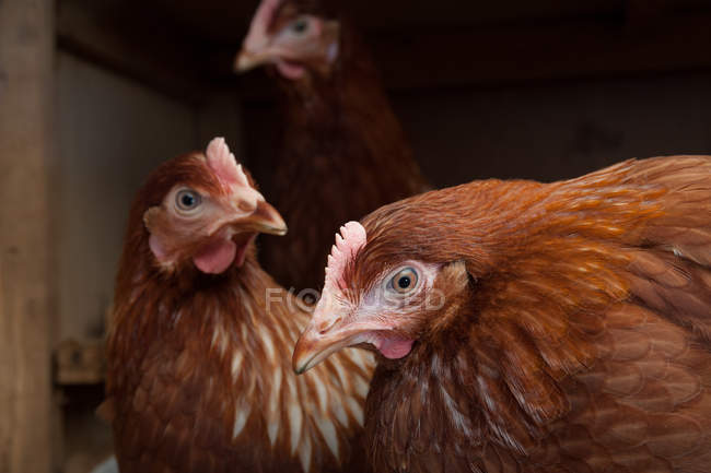 Galline da fattoria al chiuso — Foto stock