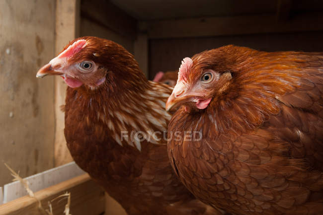 Galline che riposano nel pollaio — Foto stock