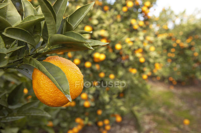 Orange hanging on a tree at an orange grove. — Stock Photo