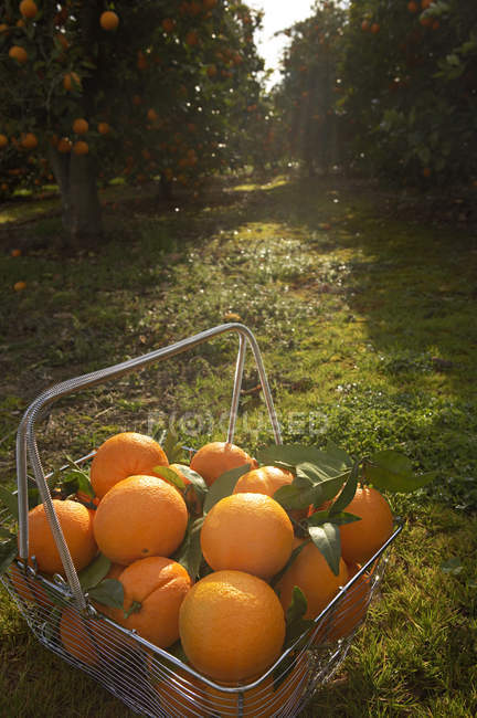 Wire shopping basket full of fresh oranges — Stock Photo