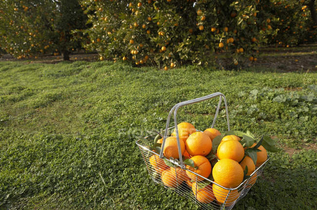 Wire shopping basket full of fresh oranges — Stock Photo