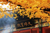 Herbstliches Laub am Hongluo Tempel in China, Asien — Stockfoto