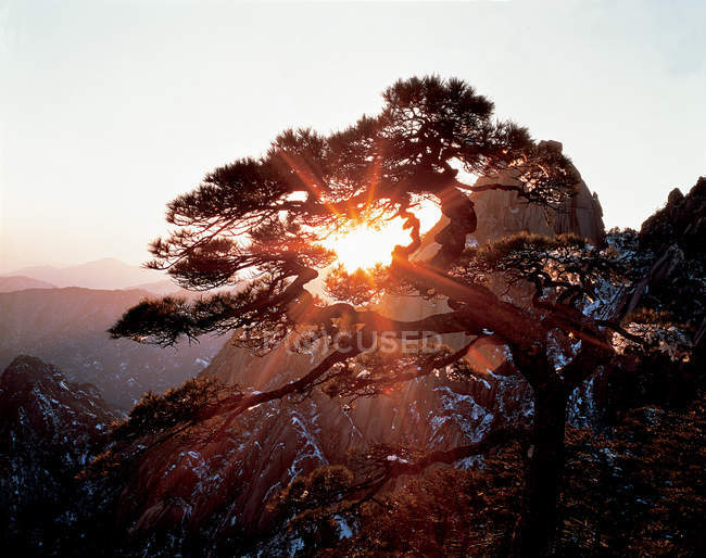 Lever de soleil sur le pin sur le Mont Huang enneigé, Anhui, Chine, Asie — Photo de stock
