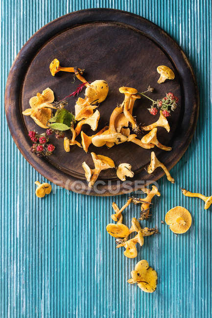 Champignons de Forrest chanterelle — Photo de stock