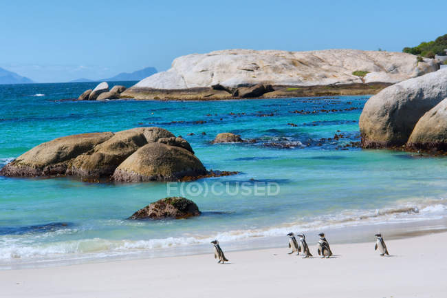 Pinguins caminham na praia ensolarada — Fotografia de Stock