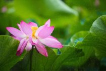 Primer plano de flor de loto floreciendo en estanque - foto de stock