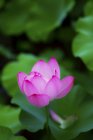 Close up of blooming lotus flower  in the pond — Stock Photo