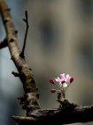 Close up view of peach tree blossom flowers in spring — Stock Photo