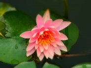 Primer plano de flor de loto en flor en el estanque - foto de stock