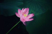 Primer plano de flor de loto en flor en el estanque - foto de stock