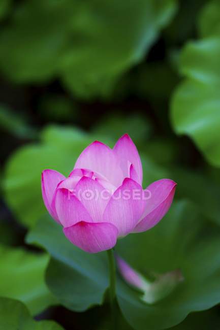 Close up de flor de lótus florescendo na lagoa — Fotografia de Stock