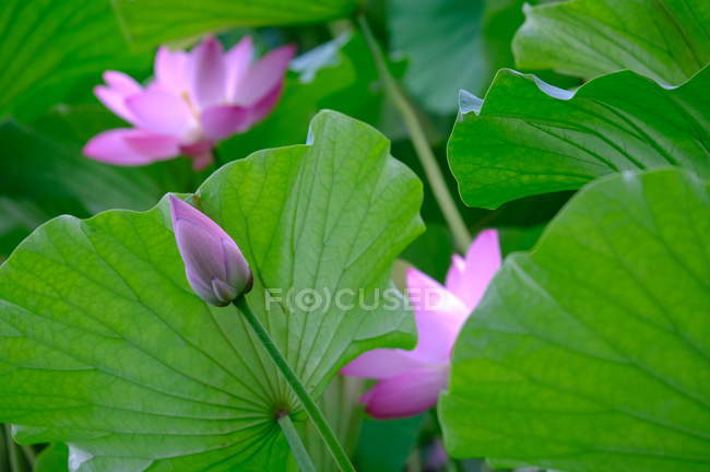 Gros plan de fleur de lotus en fleurs dans l'étang — Photo de stock