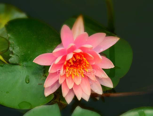 Gros plan de fleur de lotus en fleurs dans l'étang — Photo de stock