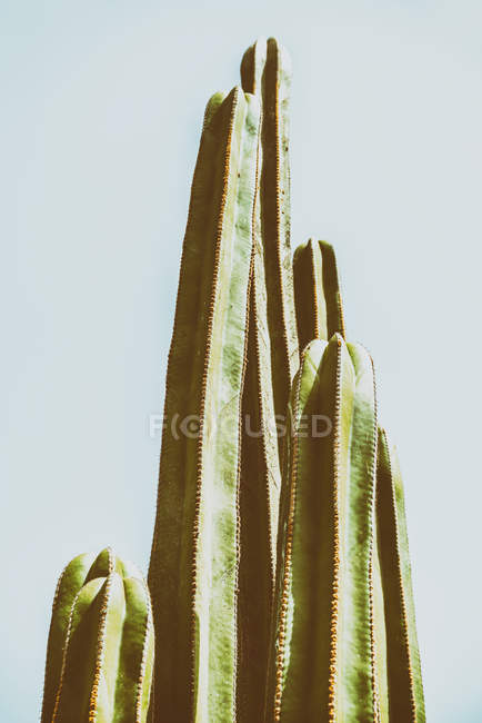 Campos de cactus verdes - foto de stock