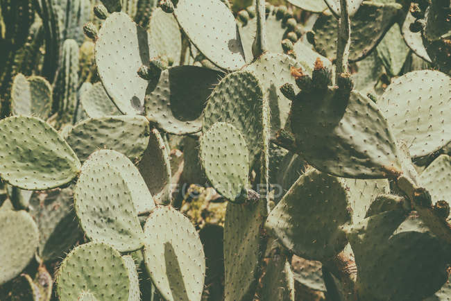 Campos de cactus verdes - foto de stock