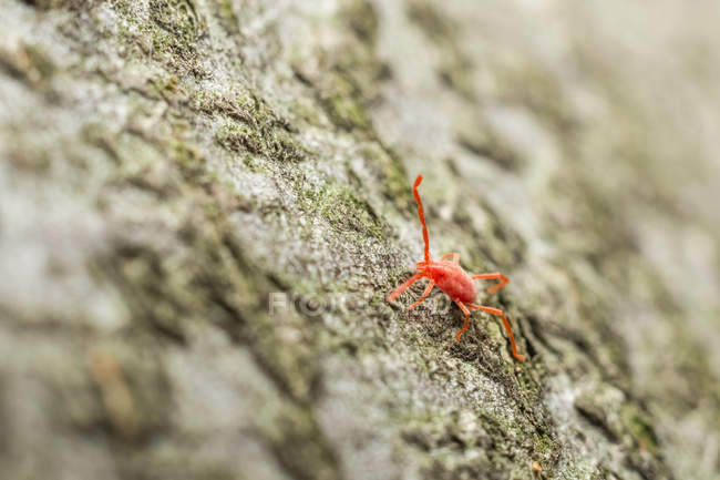 Red Velvet Mite — Stock Photo