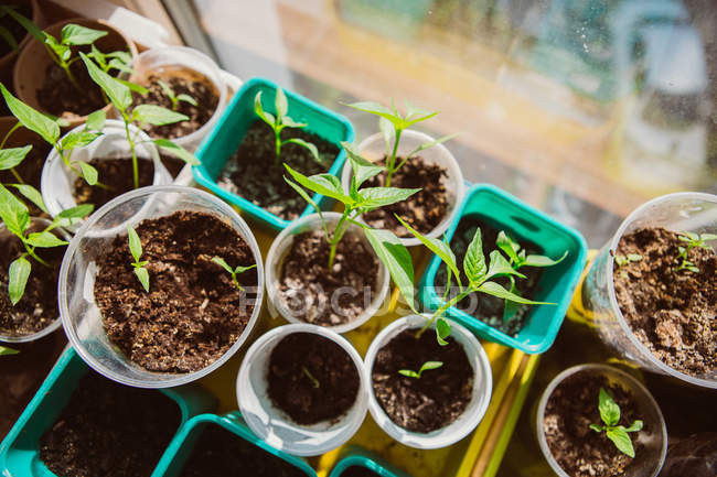 Agricultura, Siembra, Concepto de cultivo de semillas vegetales - foto de stock