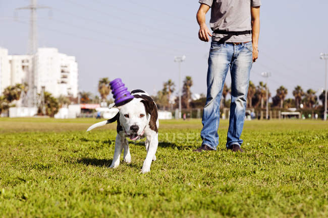 A Pitbull dog running after its chew toy — Stock Photo