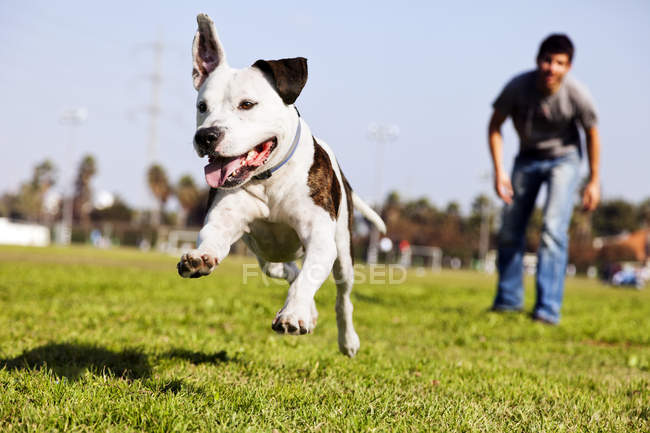 Mid-Air Running Pitbull Dog — Stock Photo