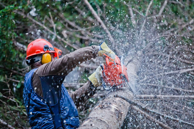 Holzfäller fällen einen großen Baum im Wald — Stockfoto