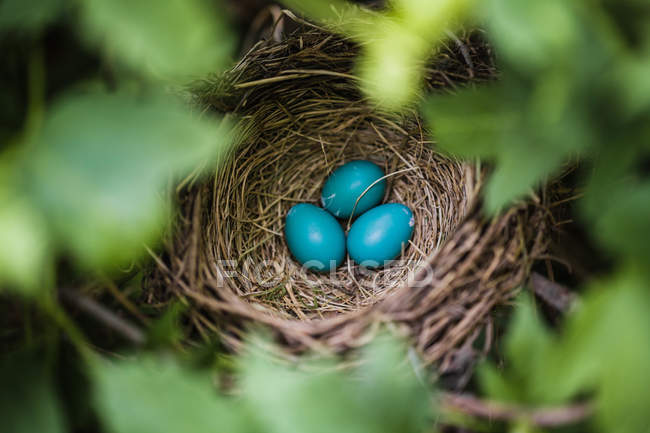 Uova di Robin blu in un nido — Foto stock