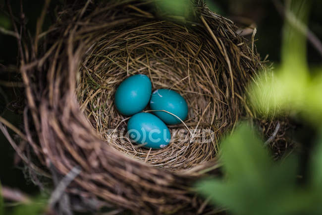 Uova di Robin blu in un nido — Foto stock