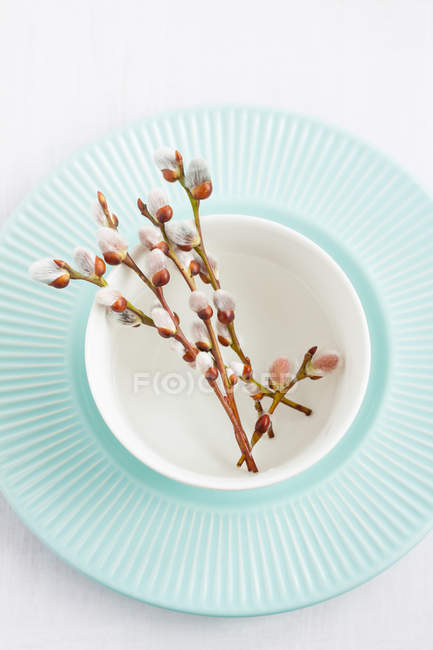 Branches de saule avec chatons dans un bol blanc — Photo de stock