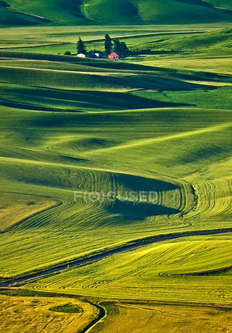 Campos de trigo sin fin en la región de Palouse, Washington - foto de stock