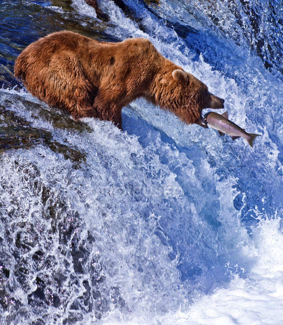 Grizly Bear en Alaska — Photo de stock