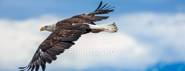 American Bald Eagle at Alaska — Stock Photo