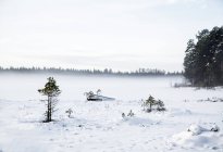 Cena de inverno de paisagem com lago congelado na floresta — Fotografia de Stock