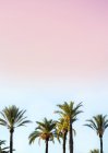 Tops of palm trees on sunset sky background — Stock Photo