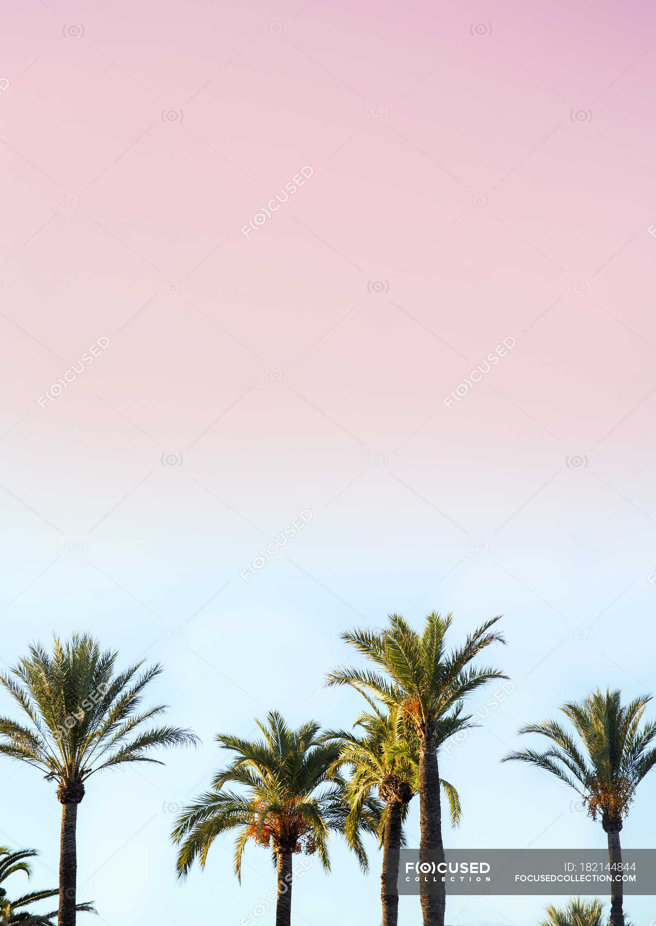 Tops Of Palm Trees On Sunset Sky Background Summer Scenic Stock Photo