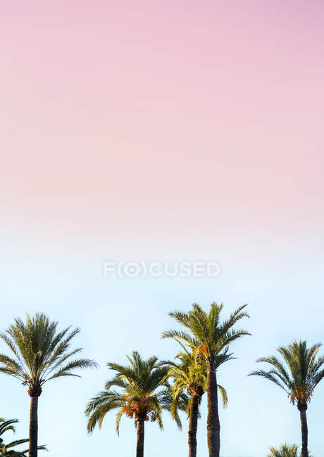 Tops de palmeiras no fundo do céu por do sol — Fotografia de Stock