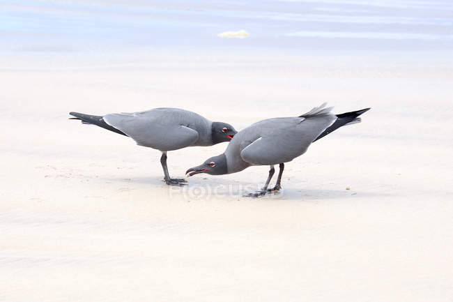 Lavamöwen (leucophaeus fuliginosus), Isabela-Insel, Galapagos — Stockfoto