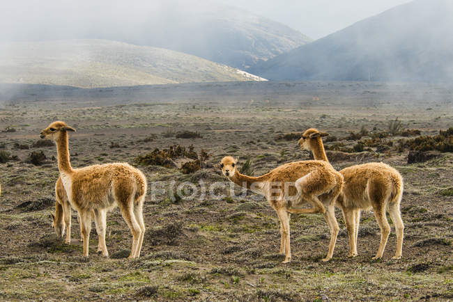 Vicugne vicino allo stratovolcano Chimborazo, Ecuador centrale — Foto stock