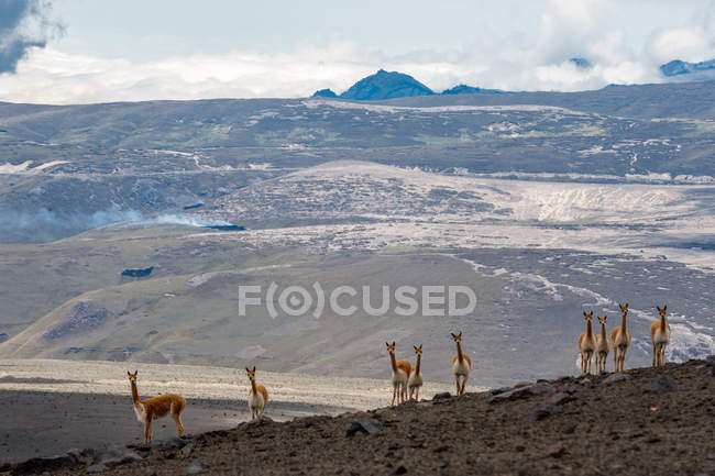 Vicuna nelle alte zone alpine delle Ande — Foto stock