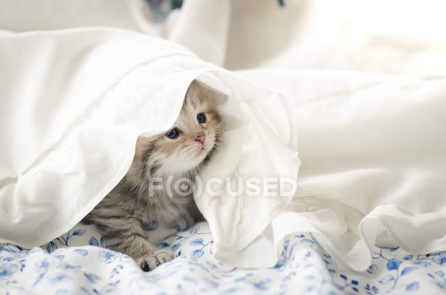 Niedliches gestromtes Kätzchen spielt unter Decke — Stockfoto